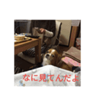 アミのごあいさつ（個別スタンプ：7）