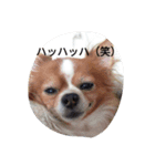 アミのごあいさつ（個別スタンプ：8）