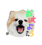 ピノとプリン（個別スタンプ：6）