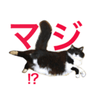 長毛白黒猫のくろちゃん（個別スタンプ：25）