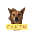 日常よく使う言葉 犬編（個別スタンプ：1）