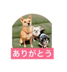 日常よく使う言葉 犬編（個別スタンプ：2）