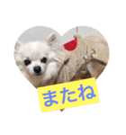 日常よく使う言葉 犬編（個別スタンプ：3）