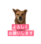 日常よく使う言葉 犬編（個別スタンプ：4）