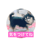 日常よく使う言葉 犬編（個別スタンプ：5）