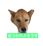 日常よく使う言葉 犬編（個別スタンプ：6）