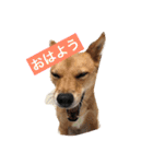 日常よく使う言葉 犬編（個別スタンプ：10）