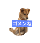 日常よく使う言葉 犬編（個別スタンプ：11）