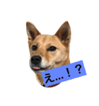 日常よく使う言葉 犬編（個別スタンプ：14）