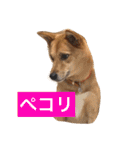 日常よく使う言葉 犬編（個別スタンプ：15）