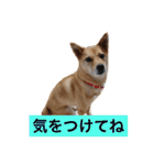 日常よく使う言葉 犬編（個別スタンプ：17）