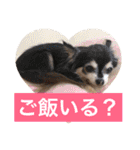 日常よく使う言葉 犬編（個別スタンプ：18）