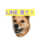 日常よく使う言葉 犬編（個別スタンプ：19）