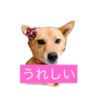 日常よく使う言葉 犬編（個別スタンプ：22）