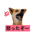 日常よく使う言葉 犬編（個別スタンプ：24）