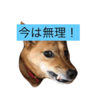 日常よく使う言葉 犬編（個別スタンプ：25）