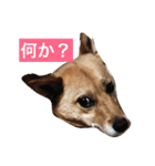 日常よく使う言葉 犬編（個別スタンプ：27）