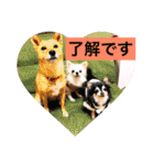 日常よく使う言葉 犬編（個別スタンプ：28）