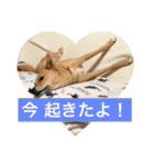 日常よく使う言葉 犬編（個別スタンプ：29）