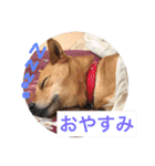 日常よく使う言葉 犬編（個別スタンプ：30）