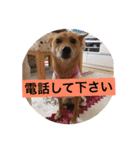 日常よく使う言葉 犬編（個別スタンプ：31）