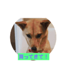 日常よく使う言葉 犬編（個別スタンプ：32）