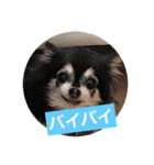 日常よく使う言葉 犬編（個別スタンプ：34）