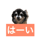 日常よく使う言葉 犬編（個別スタンプ：36）