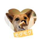 日常よく使う言葉 犬編（個別スタンプ：37）