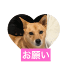 日常よく使う言葉 犬編（個別スタンプ：39）