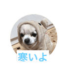 日常よく使う言葉 犬編（個別スタンプ：40）