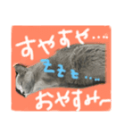 ロシアンブルー猫にゃん（個別スタンプ：3）