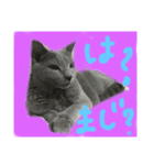 ロシアンブルー猫にゃん（個別スタンプ：4）