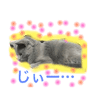 ロシアンブルー猫にゃん（個別スタンプ：6）