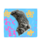 ロシアンブルー猫にゃん（個別スタンプ：8）