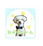 Toy poodle pattyan（個別スタンプ：1）