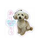 Toy poodle pattyan（個別スタンプ：2）