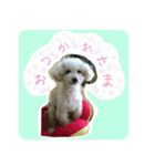 Toy poodle pattyan（個別スタンプ：3）