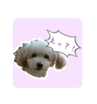 Toy poodle pattyan（個別スタンプ：4）