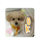 Toy poodle pattyan（個別スタンプ：5）