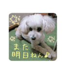 Toy poodle pattyan（個別スタンプ：6）