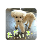 Toy poodle pattyan（個別スタンプ：7）