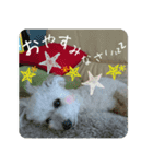 Toy poodle pattyan（個別スタンプ：8）