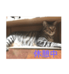 にゃーん from Sukima（個別スタンプ：1）