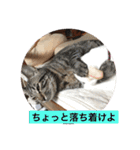 にゃーん from Sukima（個別スタンプ：2）