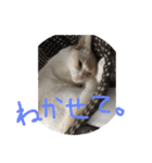 にゃーん from Sukima（個別スタンプ：3）