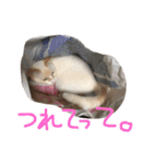 にゃーん from Sukima（個別スタンプ：6）