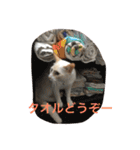 にゃーん from Sukima（個別スタンプ：7）