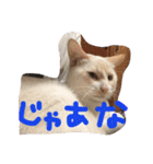 にゃーん from Sukima（個別スタンプ：11）