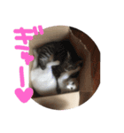 にゃーん from Sukima（個別スタンプ：12）